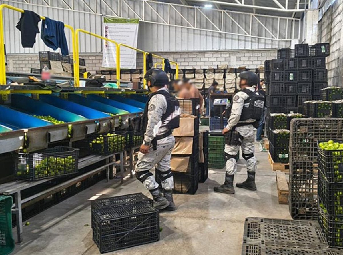 Refuerzan seguridad y decomisan droga en Michoacán