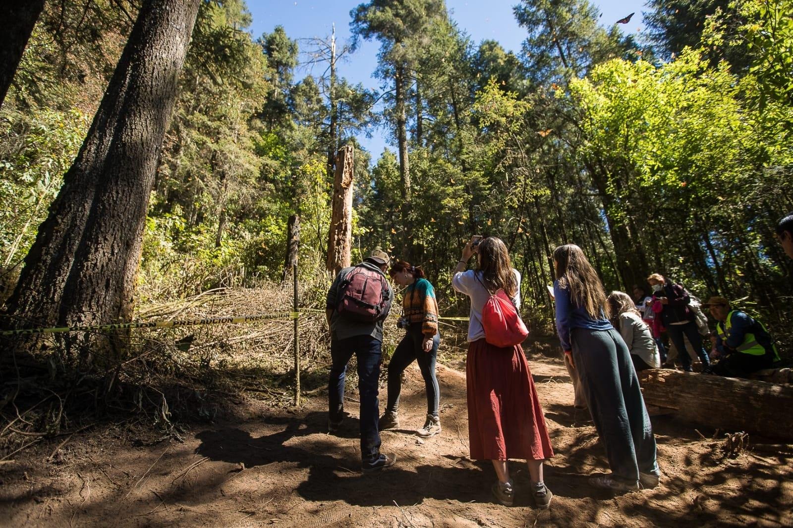 Conoce las recomendaciones para visitar los Santuarios de la Mariposa Monarca