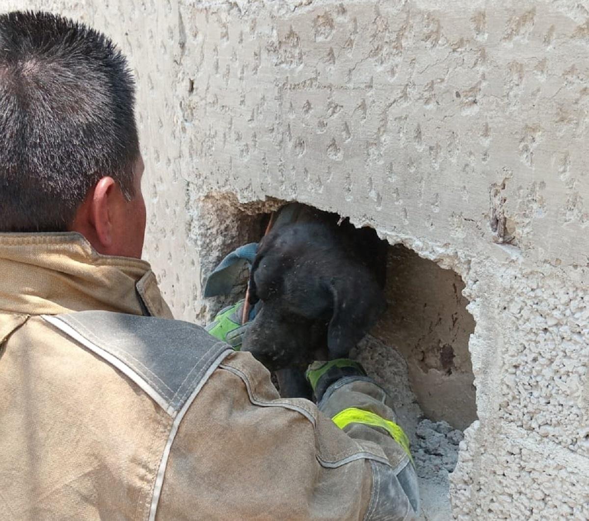 Rescatan a canino atrapado entre dos bardas