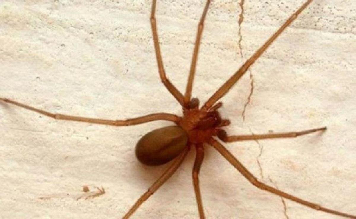 Limpieza constante ayuda a prevenir anidación de araña violinista 