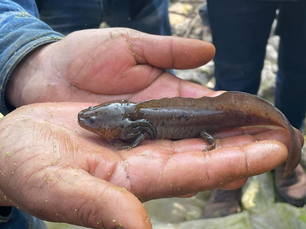 Emprenden acciones para protección de Ajolote Atigrado en Tecámac